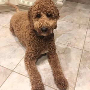 Meet your Posher, Lori